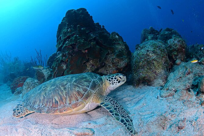 Discover Scuba Diving Experience - What to Expect