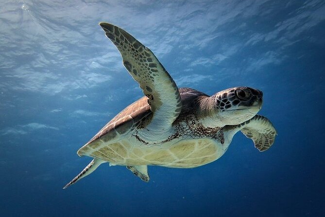 Discover Scuba Diving in Cozumel Paradise Reef - Meeting and Pickup