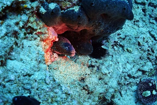 Discover Scuba Diving Private Activity in Athens - Selecting Date and Travelers