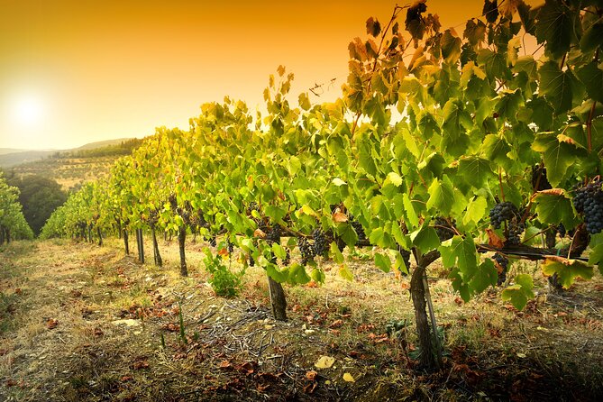 Discover the Winery and Taste Fine Wine in Extremadura - Winery Tours and Guided Visits
