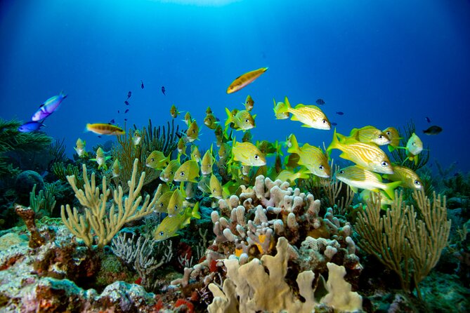 Discovery Scuba Diving !! - Dive With Ruben Scuba Diving Puerto Morelos