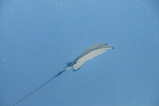 Diving in Koh Tao - Tips for Safe and Enjoyable Diving