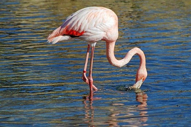 Djerba Flamingo Island Pirate Ship Full-Day Trip - Flamingo Island Highlights