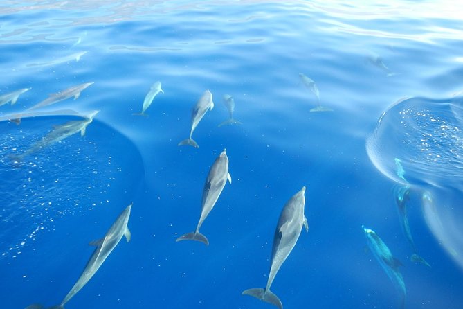 Dolphin and Whale Watching by Flipper in La Palma - Common Questions