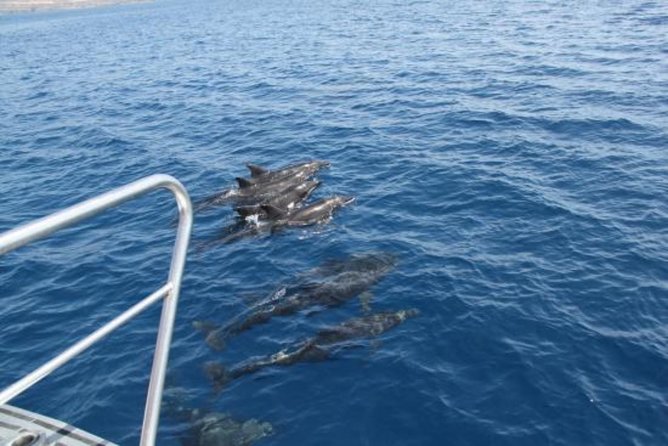 Dolphin and Whales Watching Cruise From Puerto Rico De Gran Canaria - Safety