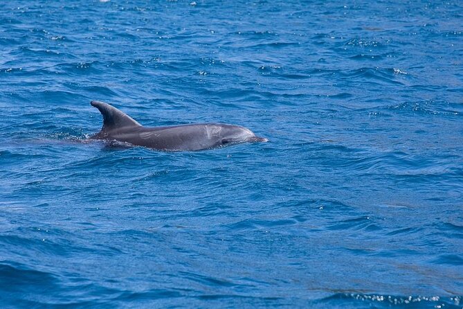 Dolphin Area Tour Small Group_ Guided Tour - Small Group Experience