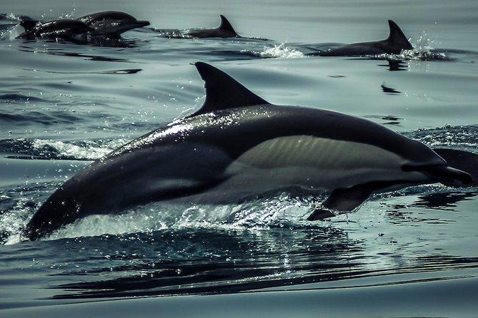 Dolphin Watch & Benagil Caves Boat Tour With Biologist Guide - What to Expect on the Tour