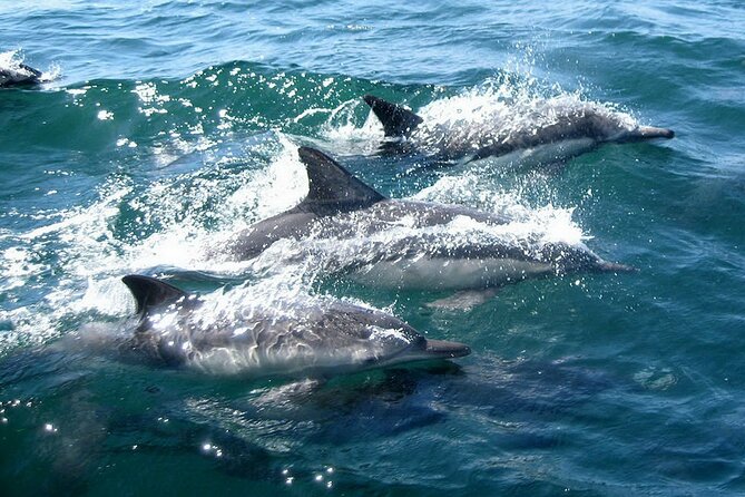 Dolphin Watching 2 Islands Tour - From Faro - Customer Reviews and Testimonials