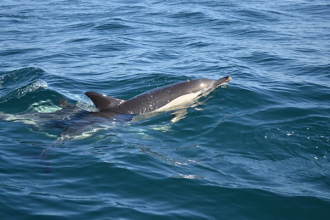 Dolphin Watching and Cave Tour From Vilamoura - Traveler Reviews and Ratings