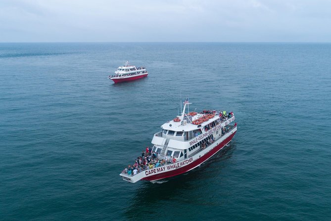 Dolphin Watching Around Cape May - Tips for Spotting Dolphins in Cape May