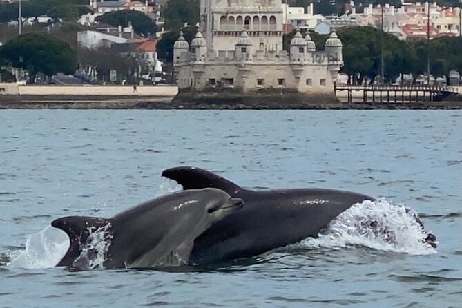 Dolphin Watching in Lisbon - Cancellation Policy