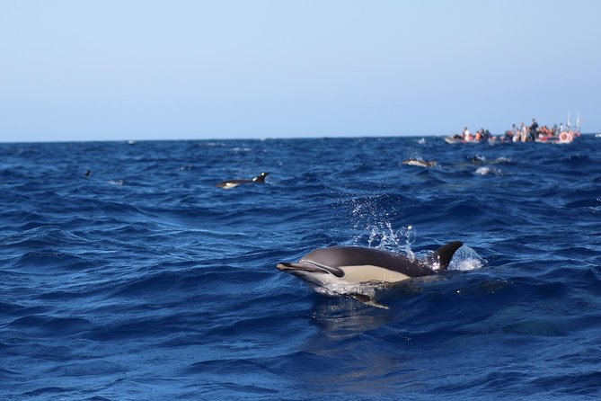 Dolphin-Watching in Marina De Lagos - The Sum Up