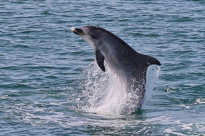Dolphin Watching Tour by Catamaran From Lisbon - Positive Reviews and Customer Recommendations