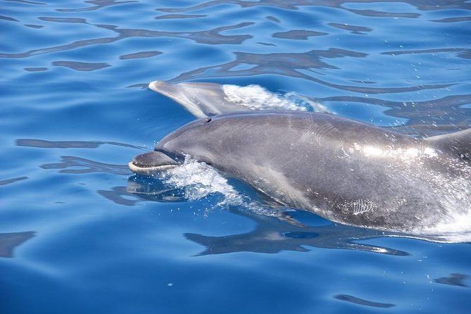 Dolphin - Whale - Turtle - Bird Watching - Value for Money