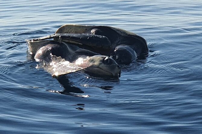 Dolphin & Whale Watching - Top Whale Watching Spots