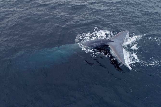 Dolphin & Whale Watching Sunset Cruise - Traveler Reviews and Feedback