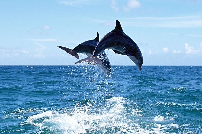 Dolphins Island Cruise - Traveler Photos and Reviews