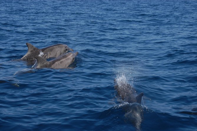 Dolphins Watching and Coastal Catamaran Sailing Cruise - Tour Information
