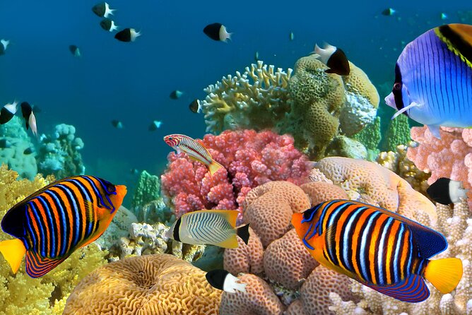 Double Reef Snorkel, Dolphin & BBQ - Additional Information