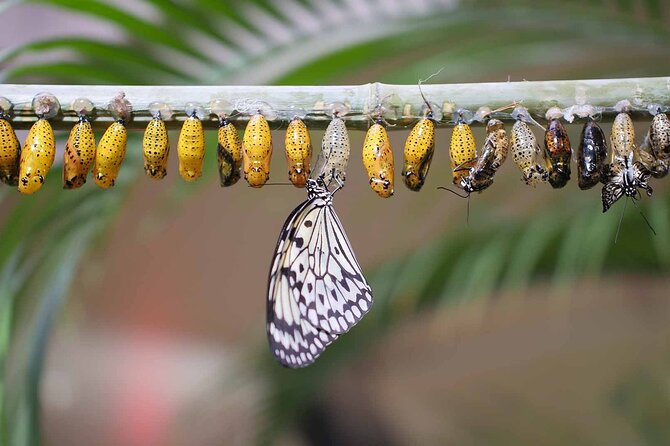 Dubai Butterfly Garden : Skip The Line / Mobile Voucher Accepted - Additional Information