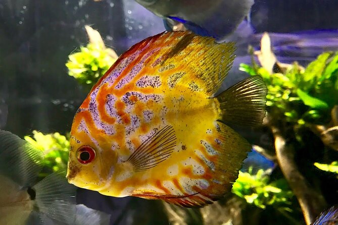 Dubai Mall Aquarium and Underwater Zoo Tickets With Transfers - The Sum Up