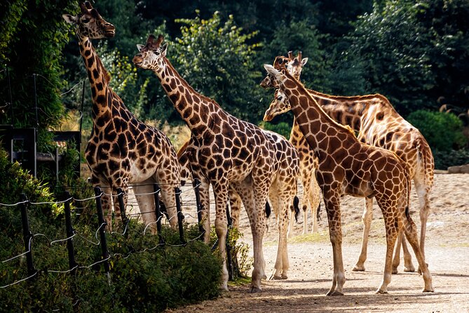 Dublin Zoo Skip-the-line Tickets and Private Transfers - How to Book Skip-the-line Tickets