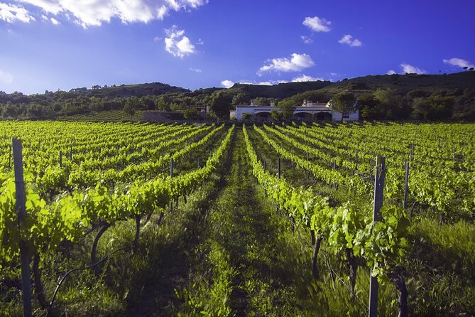 E-Bike & Bodega (Winery Tour) - 20km - Easy Level - Expectations and Policies