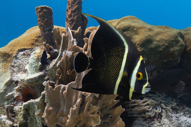 E-Snorkeling Tour in Bonaire With Easy Sea Scooters - Positive Reviews