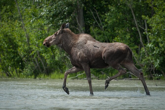 Eagle Preserve Float Trip in Haines - Reviews and Testimonials
