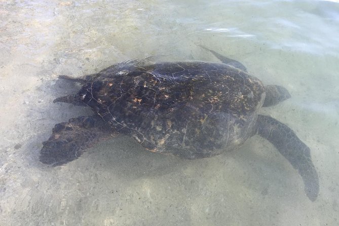Eco-Adventure Friendly Aloha Island Tour - Traveler Photos and Reviews