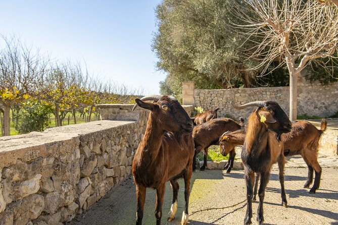 Els Calderers House Museum in Mallorca - Highlights of Els Calderers House Museum