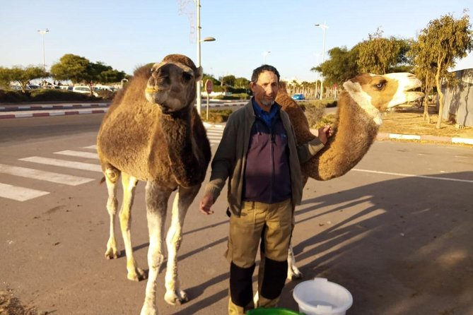 Essaouira Dromedary Camel or Horse Ride - Inclusions