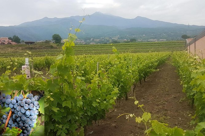 Etna Trekking and Wine Tasting - What to Expect