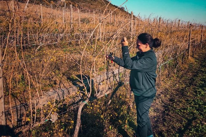 Etna Wine and Food Volcanic Day Tour - Private Experience - Wine Tasting and Local Snacks