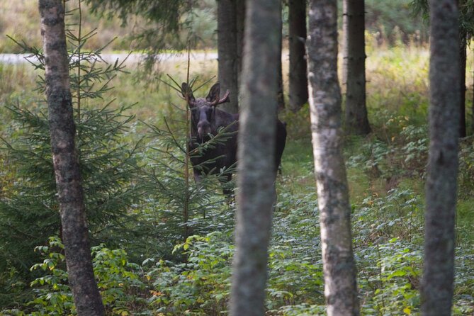 Evening Wildlife Safari Stockholm - Van Transfer for Extended Coverage