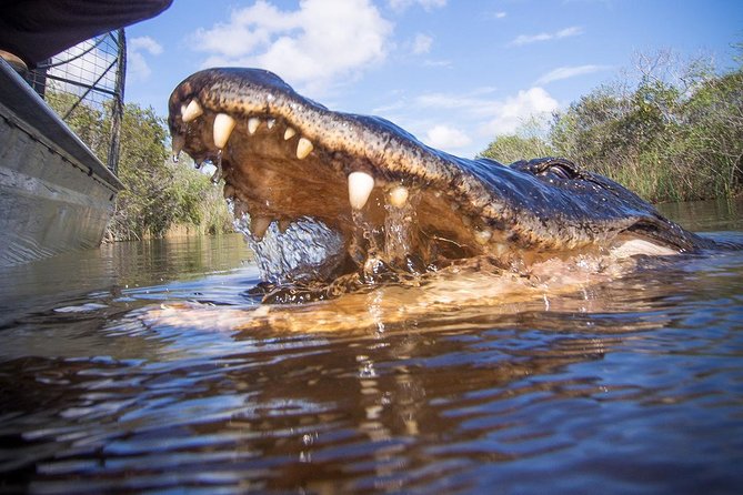 Everglades & Miami City Tour With Experienced Guide in Small Group - Reviews