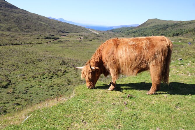 Explore the Isle of Skye in a Full Day Tour - Tour Experience