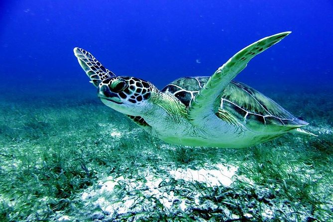 Fajardo Afternoon Snorkeling Boat Tour - Meeting Point and Check-in Time