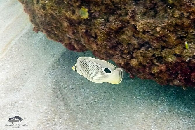 Fajardo Morning Snorkeling Tour: Check in at 8:00am - Common Questions