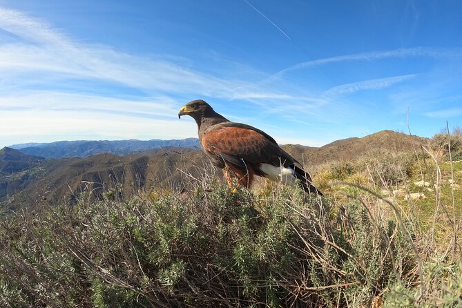 Falconry Experience in Tuscany - Additional Information