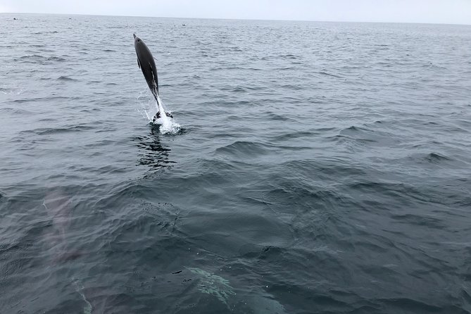 Family and Private Group Whale and Dolphin Watching - Cancellation Policy