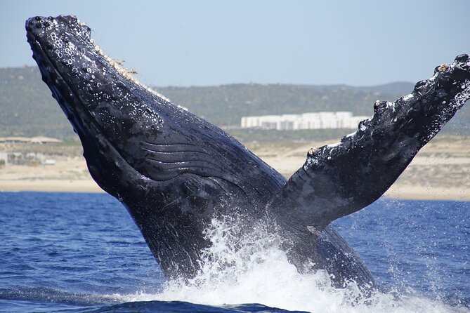 Family Snorkel Day Tour or the Romantic Sunset Cruise. - Important Information