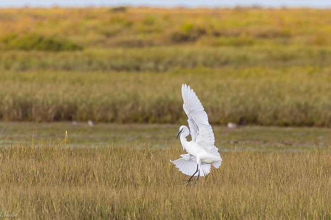 Faro - Ria Formosa Tour With Visit to 2 Islands (Deserta, Farol) 3.5 Hours - Additional Information