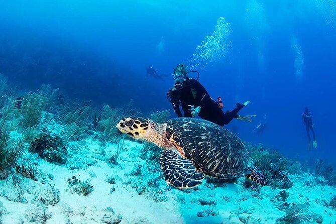 Fethiye, Ölüdeniz, Kayaköy - Horse Riding, Paragliding, Scuba Diving - Dive Into the Underwater World of Scuba Diving