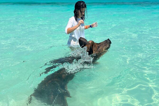 Four-Hour Pig Swim and Activities at Rose Island  - New Providence Island - Recommendations and Improvements