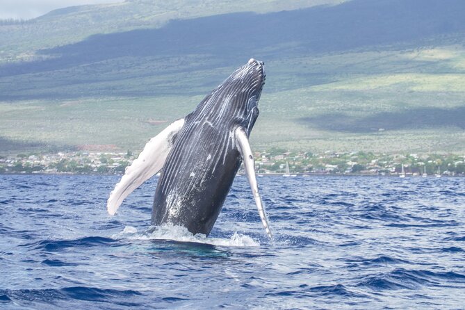 From Maalaea Harbor: Whale Watching Tours Aboard Winona Catamaran - Convenient and Cost-Effective Option