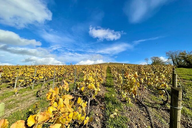 From Reims Afternoon E-Bike Tour, Visit and Champagne Tastings - Admission and Additional Info