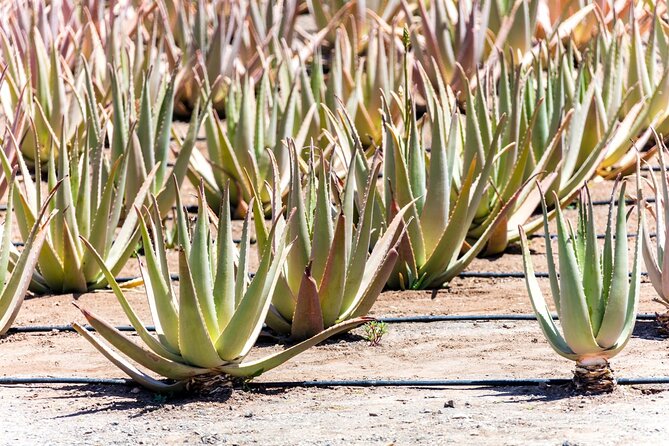 Fuerteventura Villages Caves and Farm Tour With Lunch From South - Cave Exploration