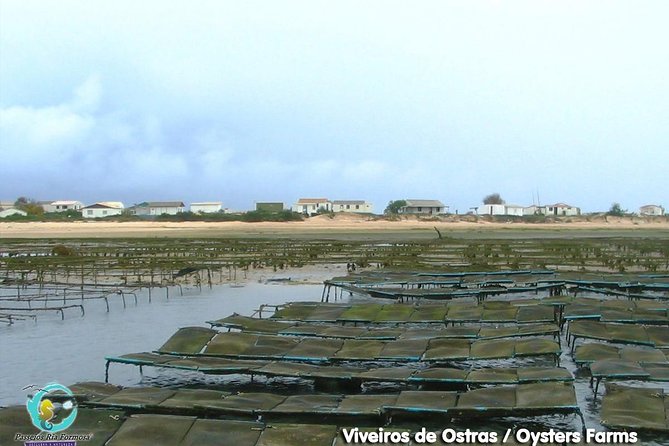 Full Day Boat Tour In Fuseta  - Faro - Traveler Photos and Reviews