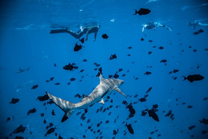 Full-Day Bora Bora Lagoon Cruise Including Snorkeling With Sharks and Stingrays - Additional Information and Cancellation Policy